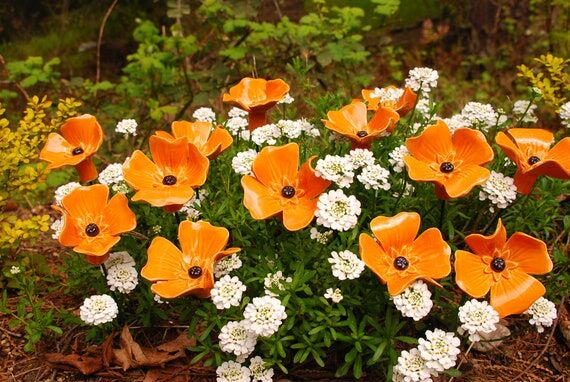 California poppy, Orange poppy, poppy, (1 pc)...