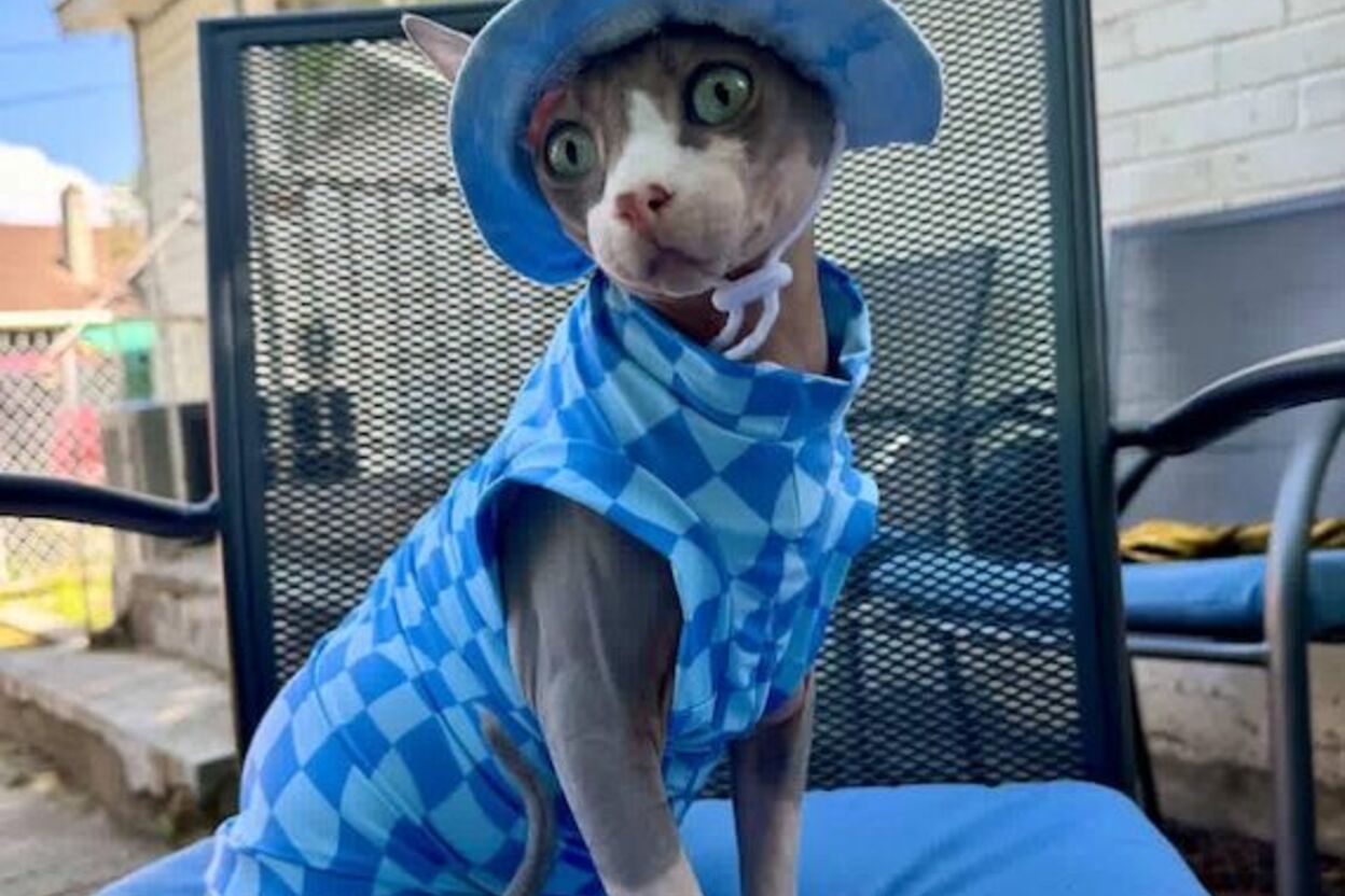 Mad Sphynx Design