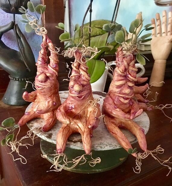 Mandrake Roots! Fresh from Greenhouse Three! ...