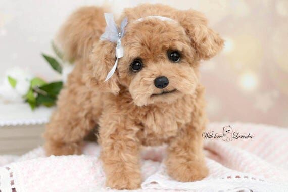 Realistic Maltipoo Plush dog. Custom Pet Rep...