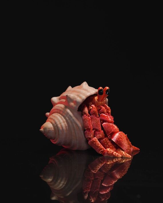 Articulated Hermit Crab Fidget Toy: 3D Printe...