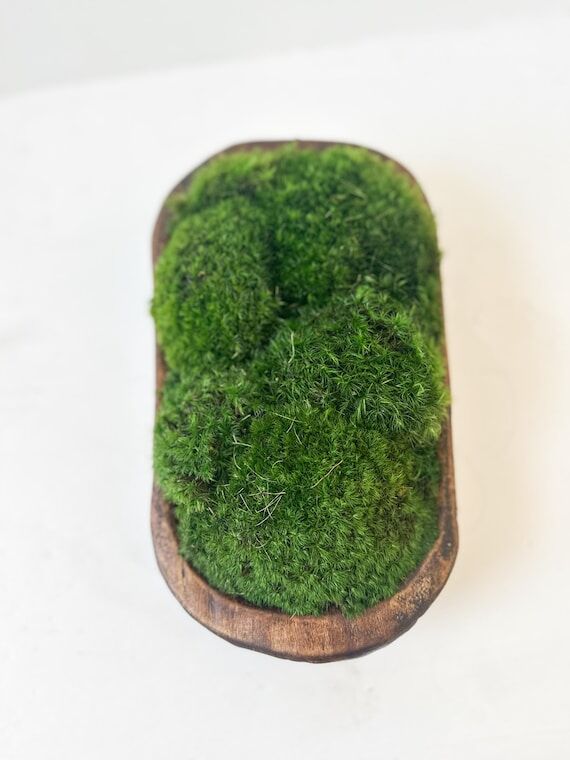 Small Preserved Moss Dough Bowl – 9x5 Cente...