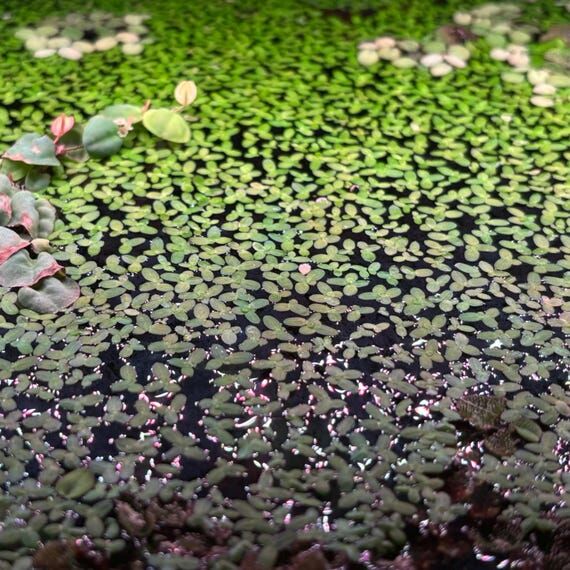 Duckweed Live Aquarium Floating Plant | Lemma...