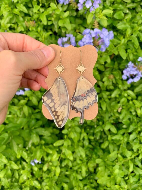 Real King Swallowtail Butterfly Wing Earrings...