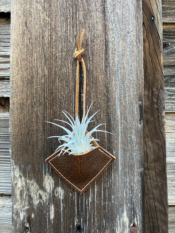 Leather Air Plant holder...