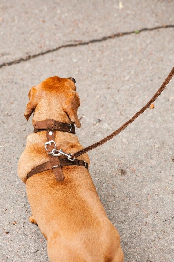 Dog harness and leash set,Dog harness and lea...