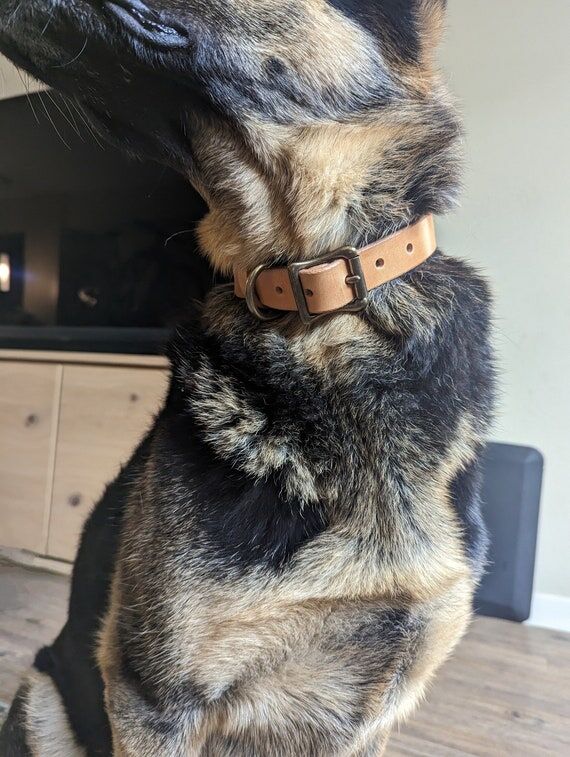 Handmade Leather Dog Collar: Wickett & Craig ...
