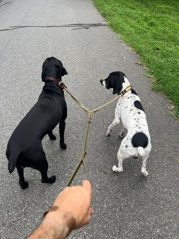 Waterproof BioThane® Double Dog Leash Attach...