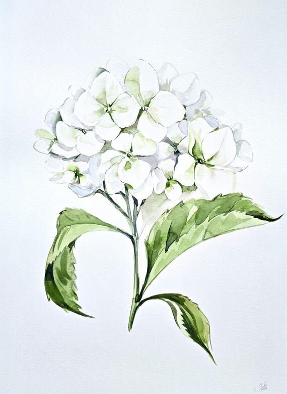 White Hydrangea Original Watercolor Painting,...