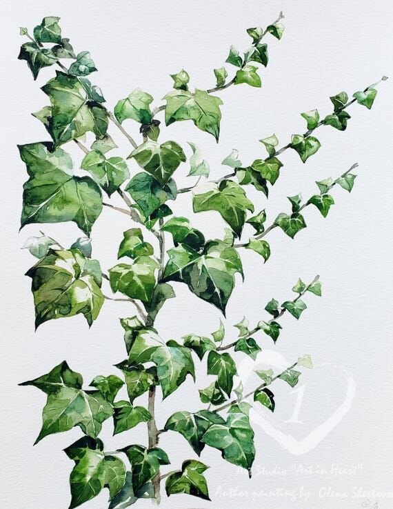 Ivy Branch Original Watercolor Painting 11x14...