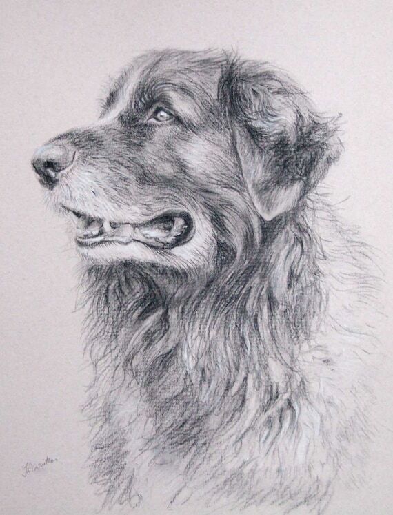 Dog portrait custom, Pet portrait, Dog drawin...