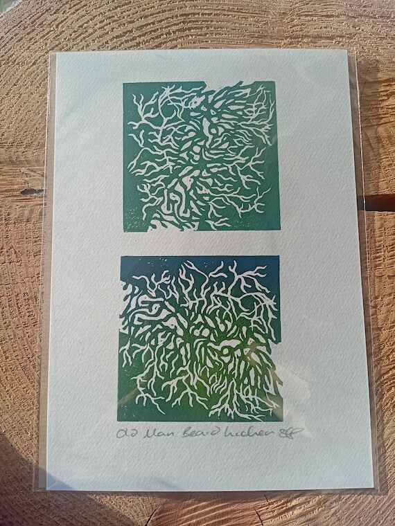 Old Man’s Beard Lichen Print – Usnea Bota...