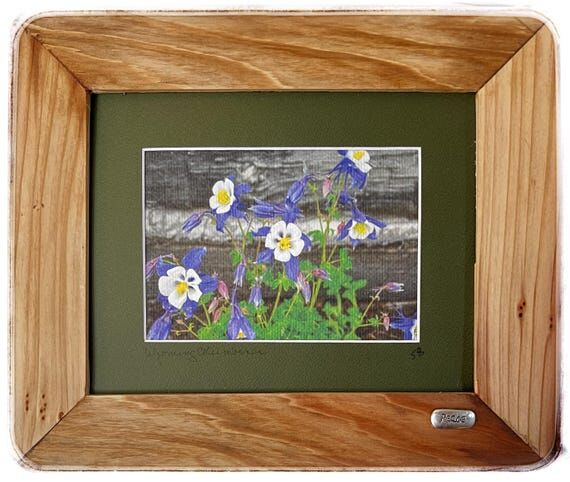 Columbine Flowers, Wyoming, Original Photogra...