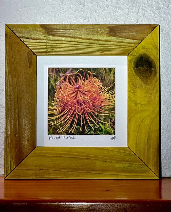 Heart, Protea, Pincushion, Original Photograp...