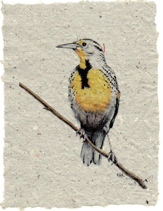 Meadowlark on Handmade Paper...
