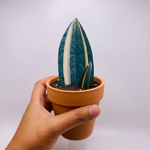 Handmade Paper Plant - Sansevieria Masoniana...
