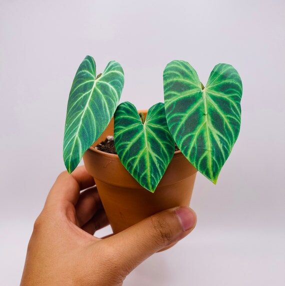 Handmade Paper Plant - Philodendron Verrucosu...