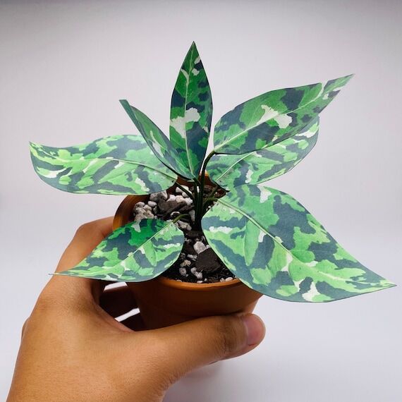 Handmade Paper Plant - Aglaonema Pictum Trico...