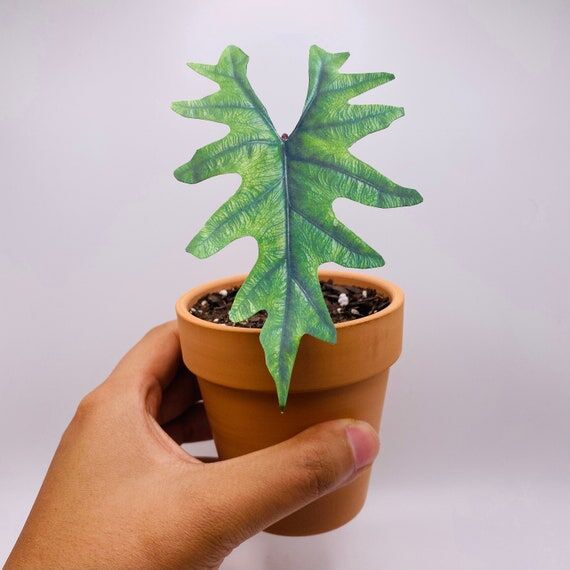 Handmade Paper Plant - Alocasia Jacklyn, Rare...