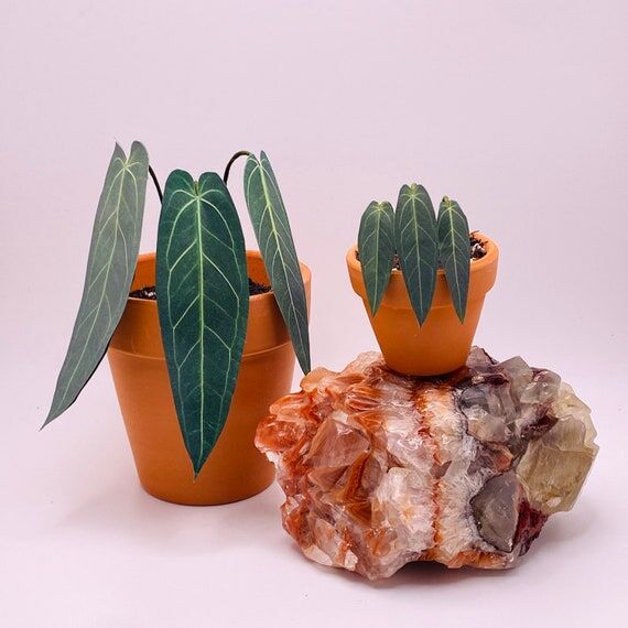 Handmade Paper Queen Anthurium Plant Set – ...