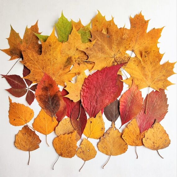 Fall Pressed Leaves 24psc Dried Autumn Mixed ...