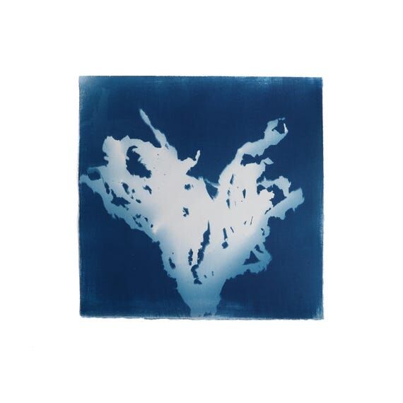Renacer — Original Cyanotype Print, Seaweed...
