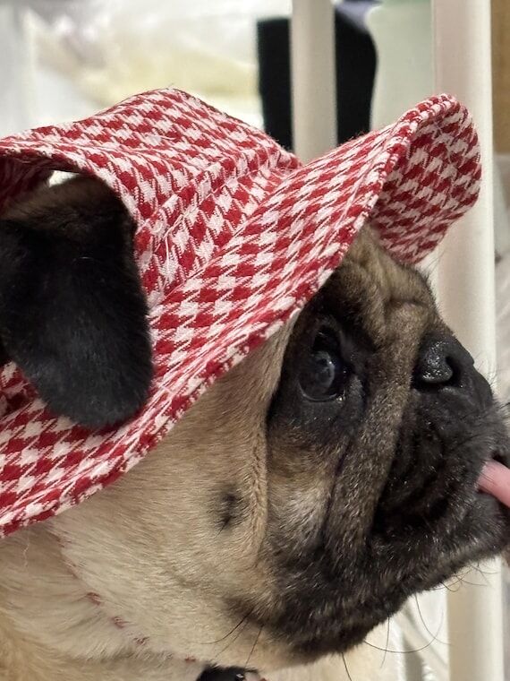 Custom Dog Bucket Hat | Handmade Pet Hat for ...
