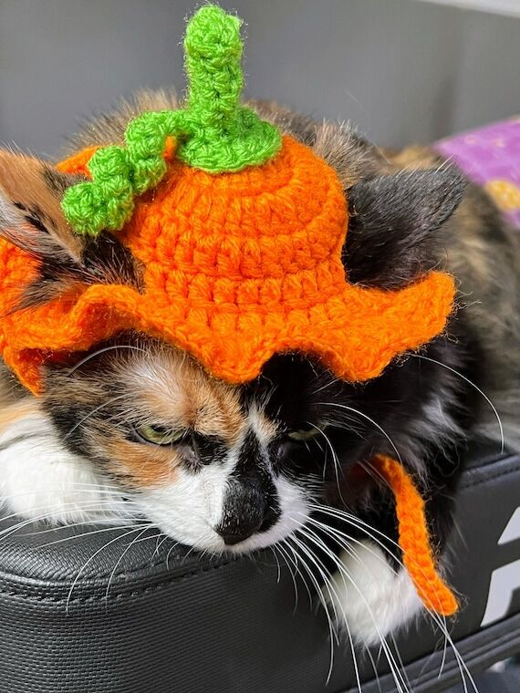 Crochet Halloween Pumpkin Cat Hat - Handmade ...