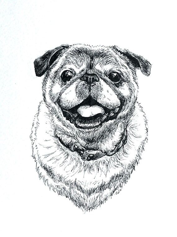 Ink Drawing Pet Portrait...