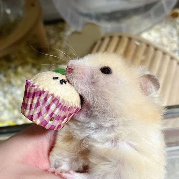 Hamster Cupcake Treats: Healthy Homemade Smal...