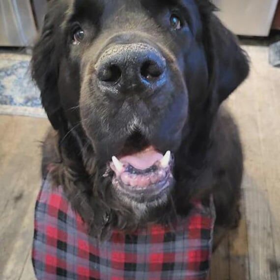 Large Breed Dog Drool Bib: Flannel, Fleece, a...
