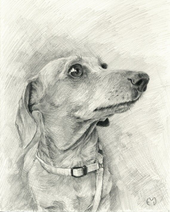 Custom Graphite Dog Portrait: Handmade 8x10 P...