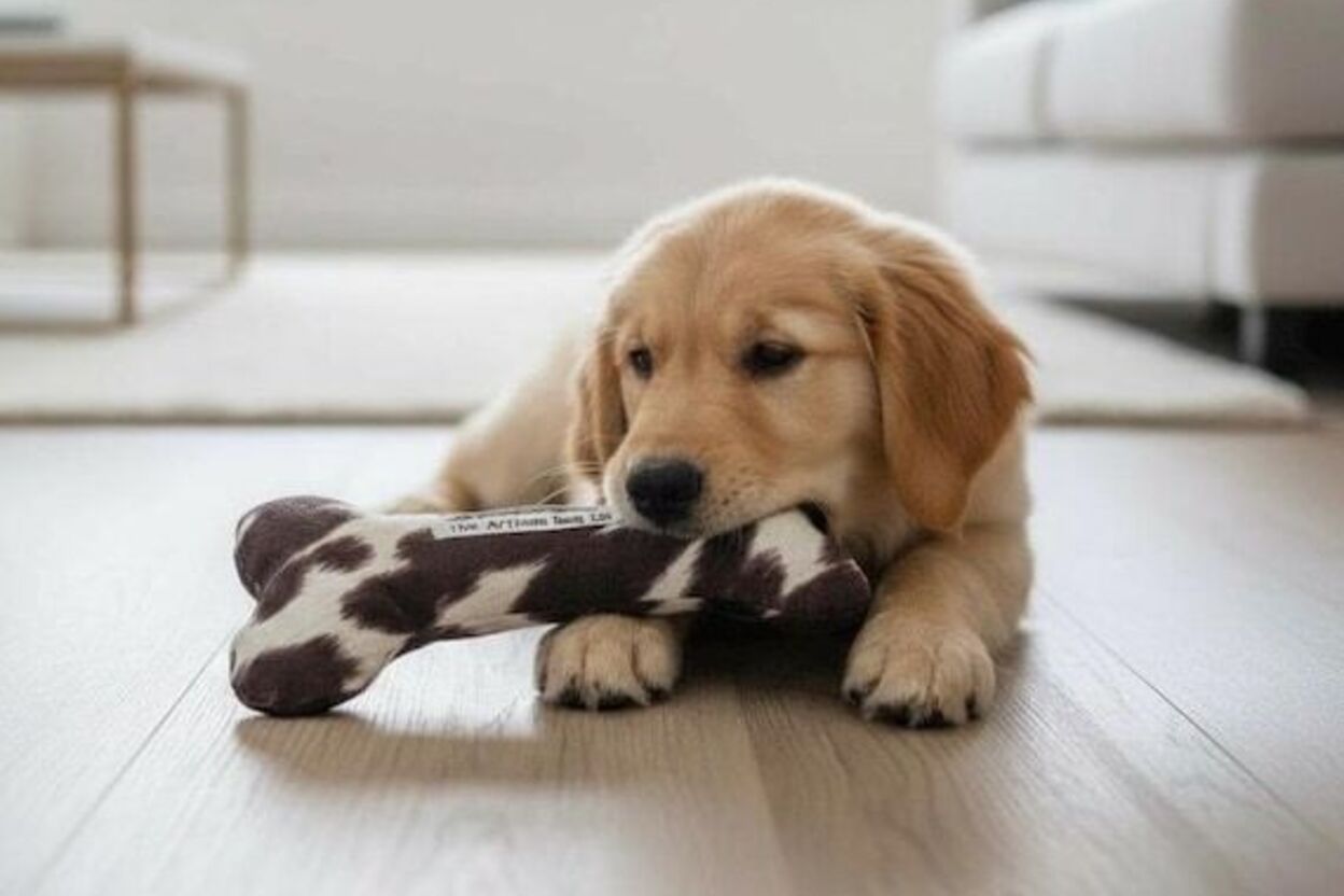 The Artisan Dog Co