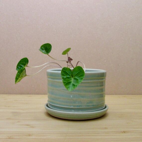 Small Succulent Indoor Planter with Plate - ...