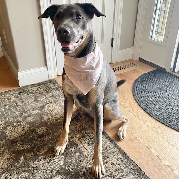 Personalized Dog Bandana: Embroidered Over-th...