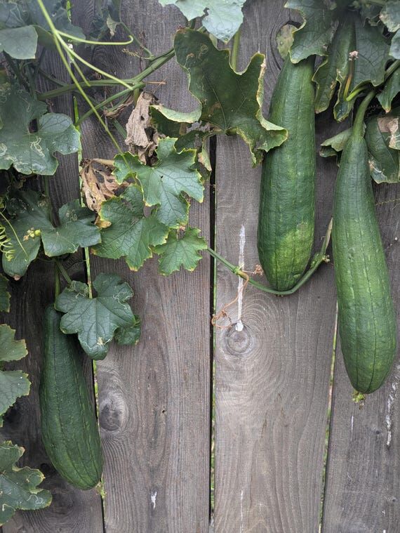 20 Organic Loofah Sponge Seeds - Heirloom Luf...