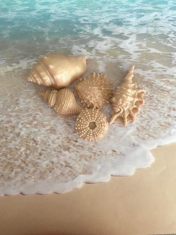 Sea Shell Soap: Set of 5, Ocean Beach House D...