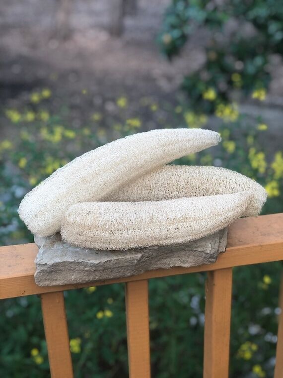 Handpicked Luffa from Central Texas / Stainab...