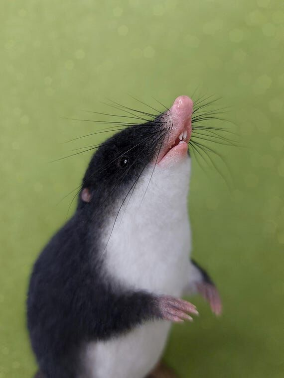 Eurasian Water Shrew Collectible Figurine. Re...