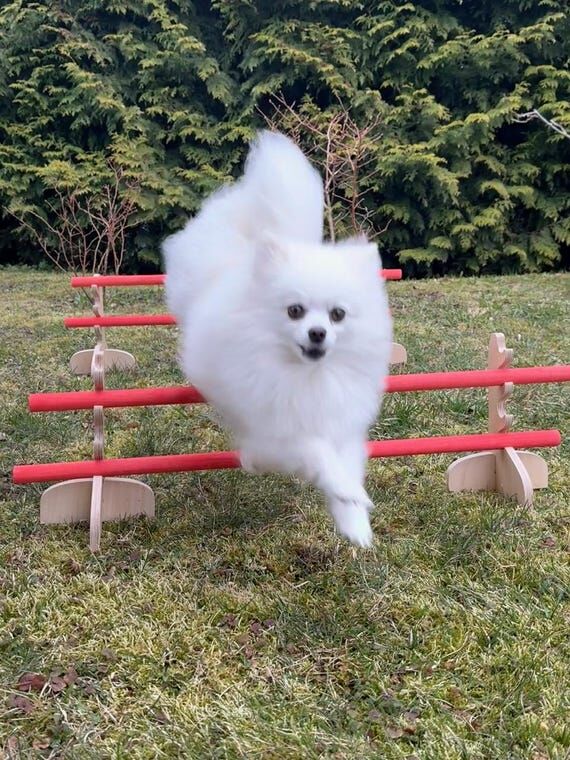Handmade Wooden Dog Agility Jump Set – Adju...