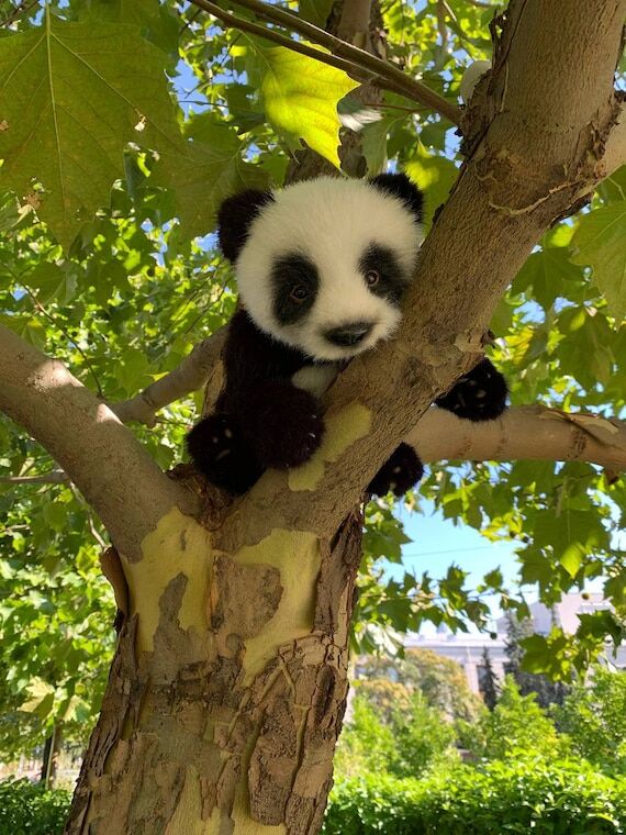 Panda plush teddy bear, stuffed animal, teddy...