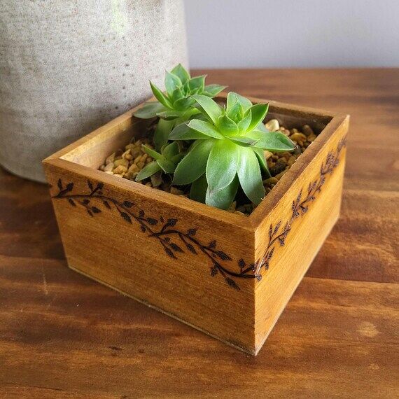 Bramble Box with Succulents...