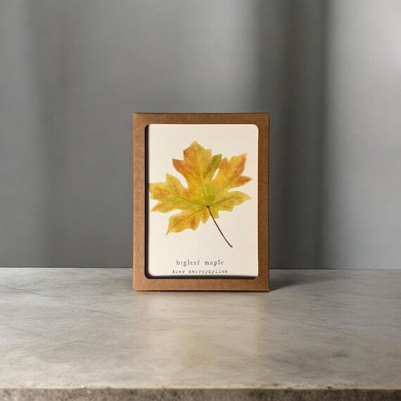 NATIVE OREGON LEAVES Trees, Leaves, Science T...