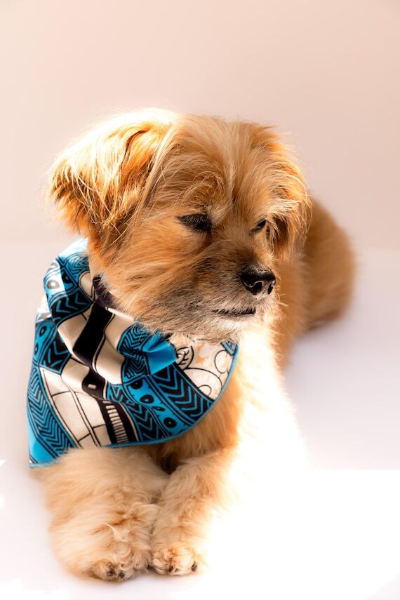 Handmade African Print Dog Bandana, Custom An...