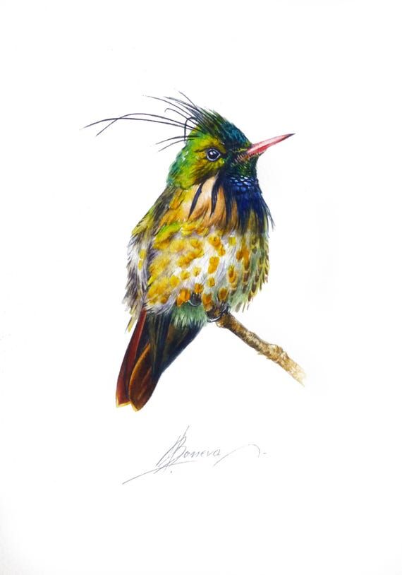 Original Hummingbird Watercolor Painting, Col...
