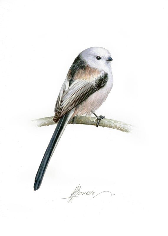 Long-tailed Tit Watercolor Painting: Original...