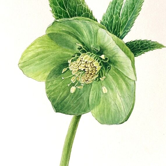 Green hellebore. Flower Print, Fine Art Print...