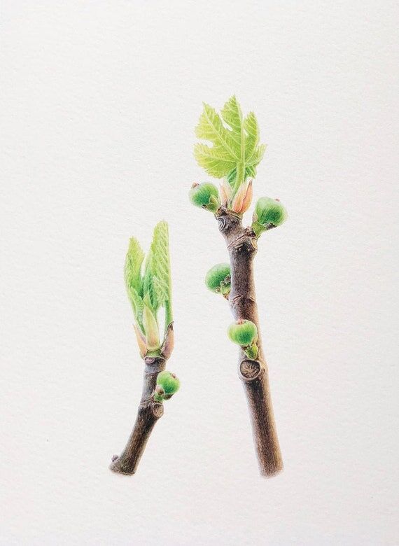 Figs. Fine Art Print, giclée print, Fruit p...