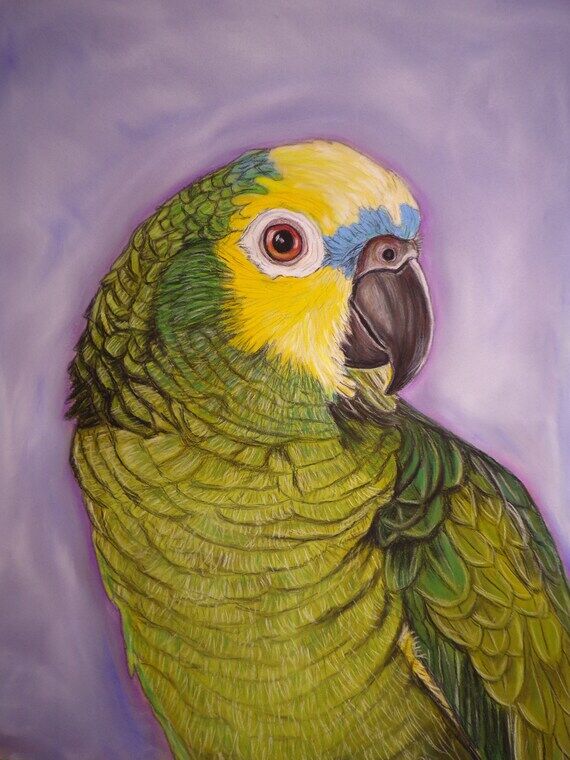 Blue Fronted (No Social Media) Parrot Painting – Origi...