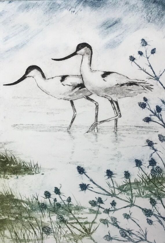 Avocets, wading in brackish water, & sea holl...